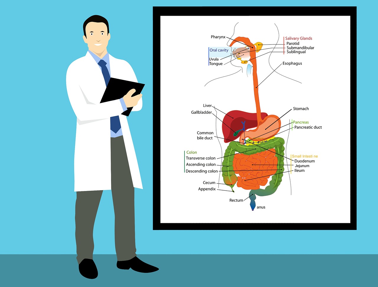 多発性嚢胞腎(ADPKD)とは?
